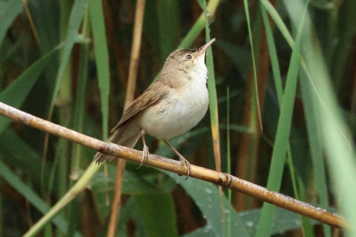 Common Reed Warbler - Stefan Aki Ragnarsson