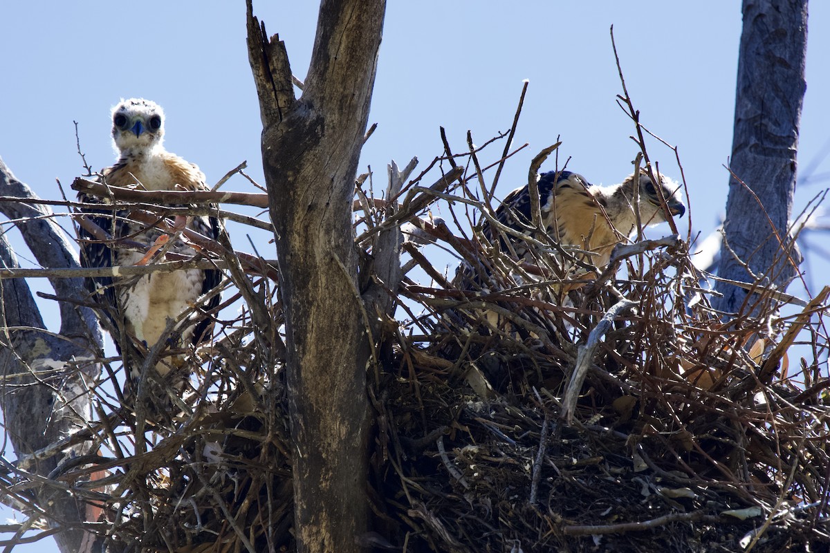 Red-tailed Hawk - Eric Bischoff