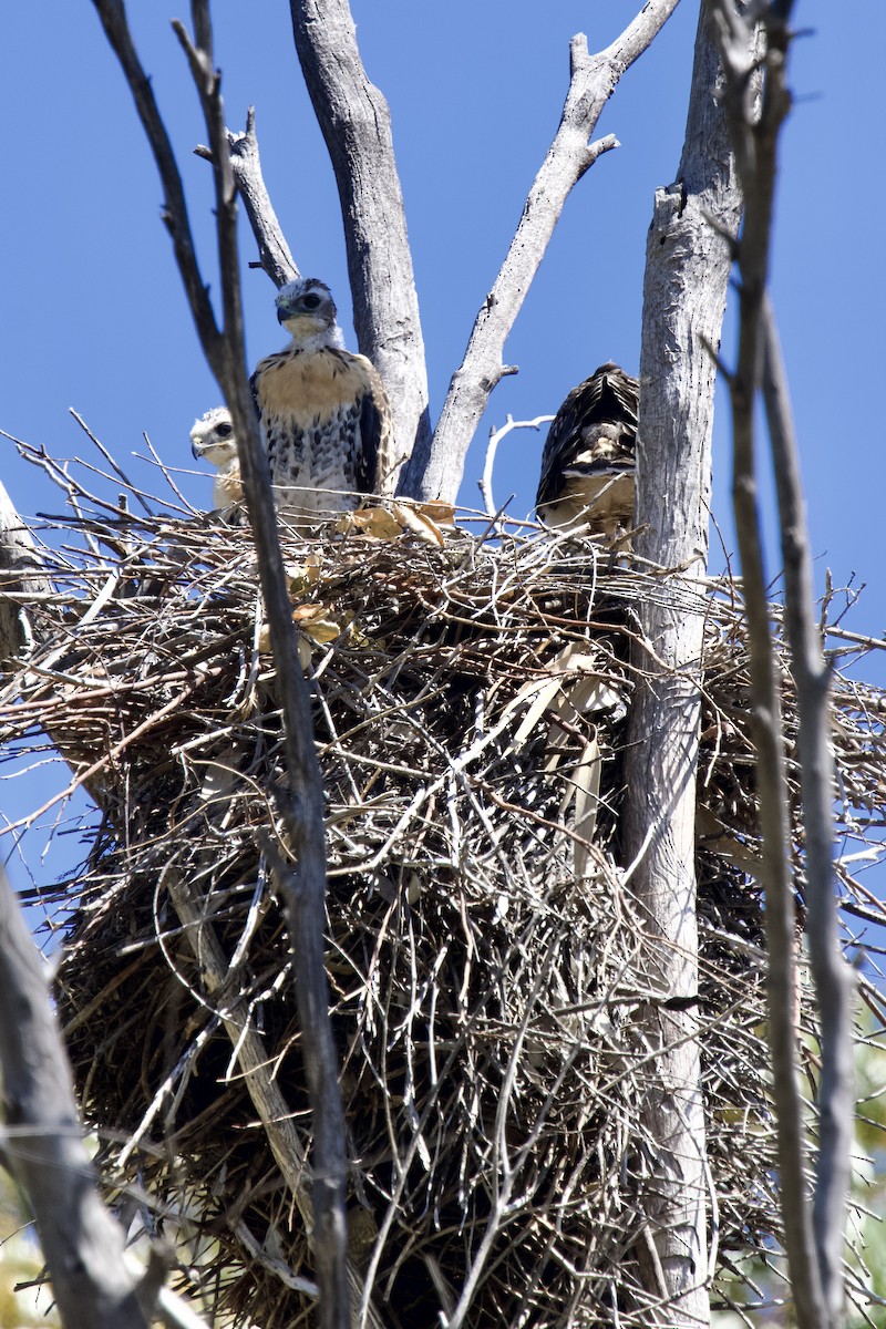 Red-tailed Hawk - Eric Bischoff