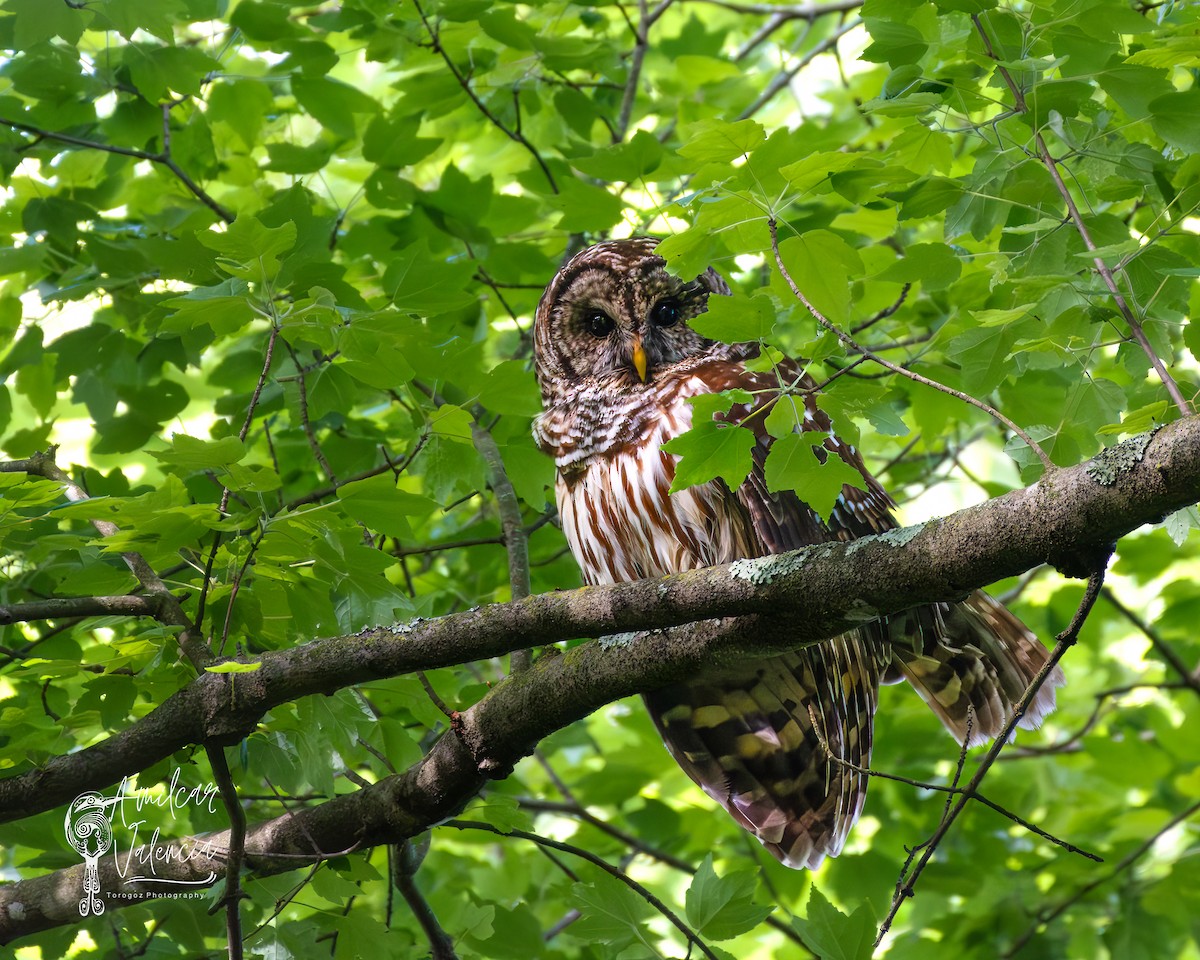 Barred Owl - Amilcar Valencia