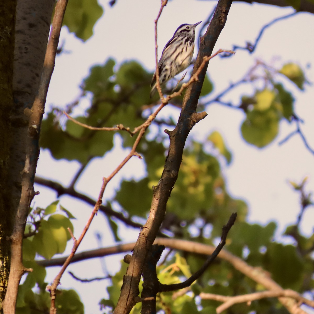 Black-and-white Warbler - ML618147135