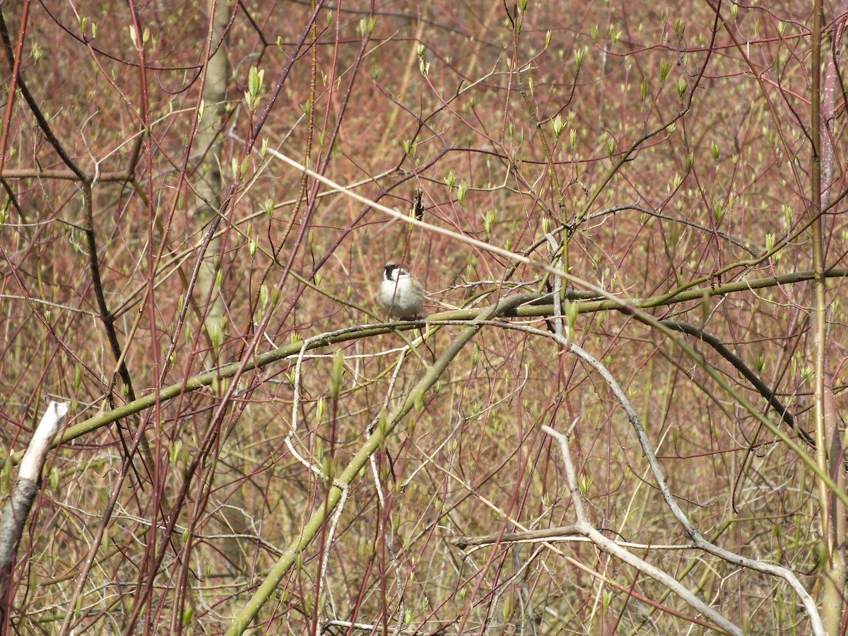 Eurasian Tree Sparrow - Olya Vetrova