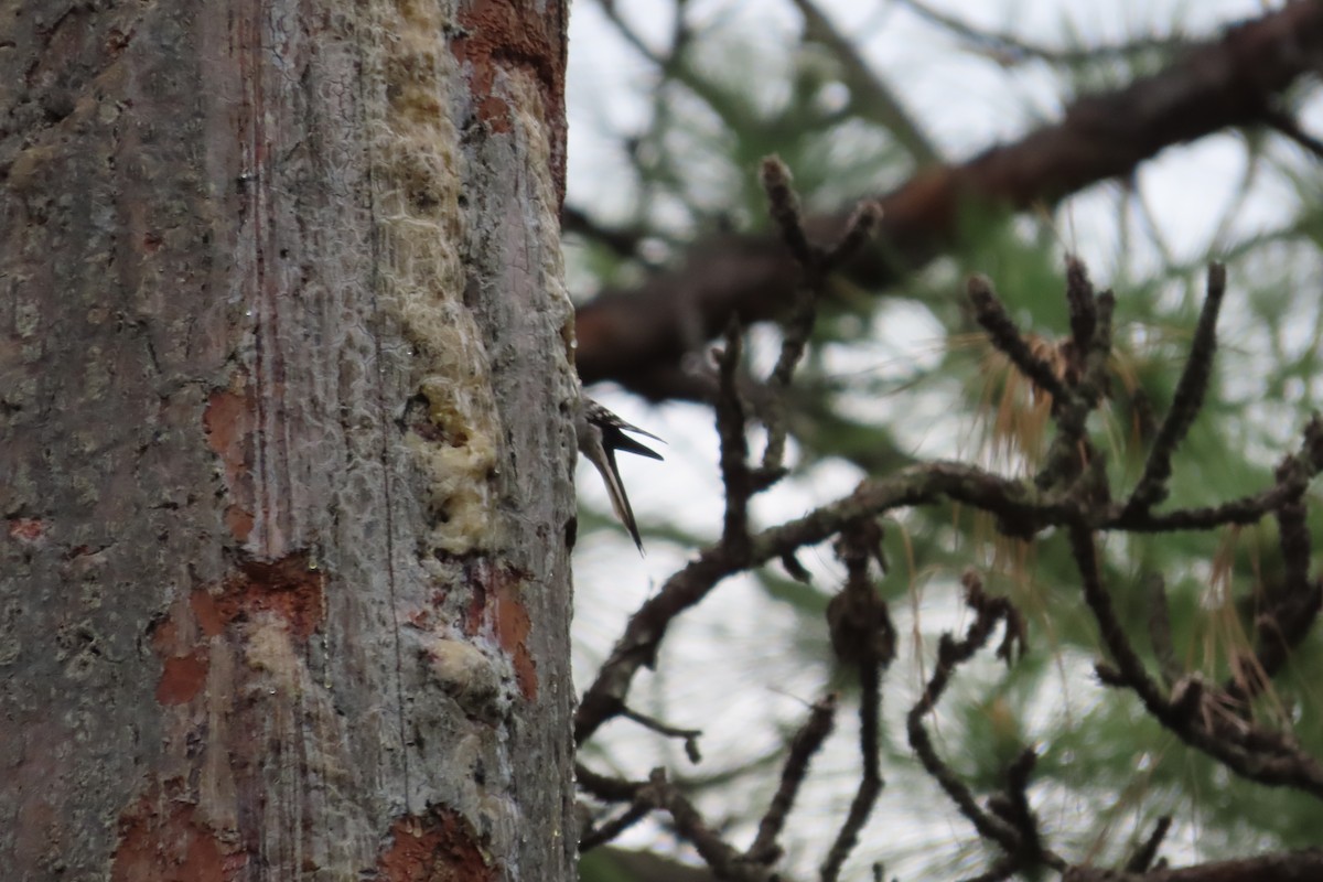 Red-cockaded Woodpecker - ML618147146