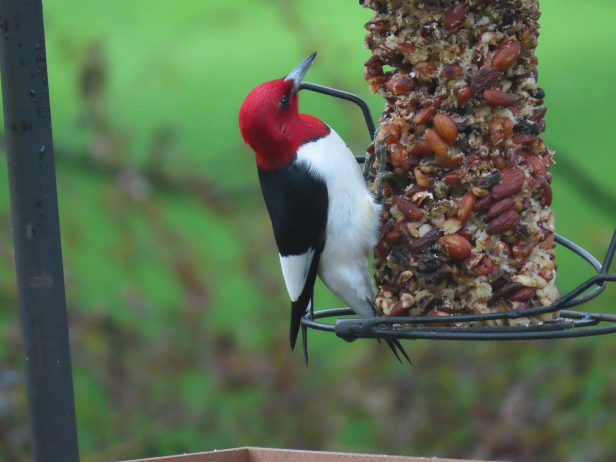 Red-headed Woodpecker - ML618147149