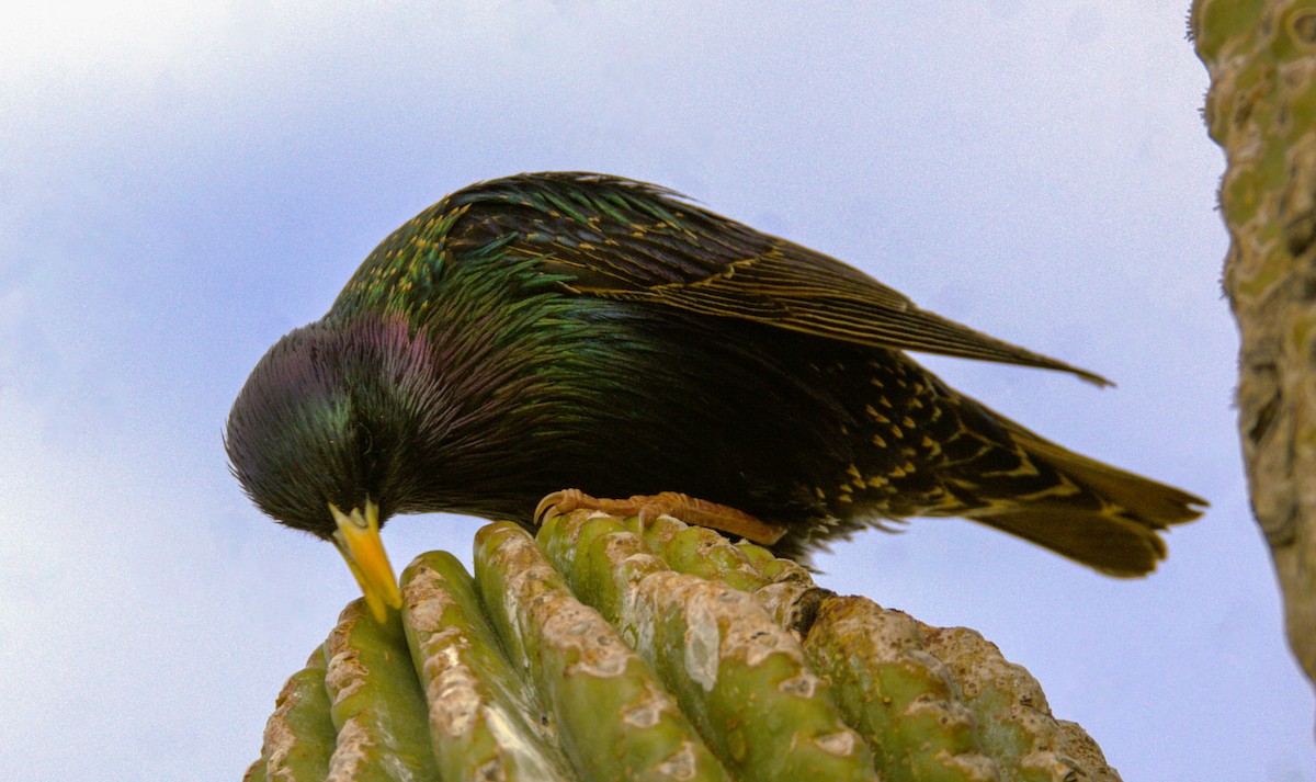 European Starling - Don Carney