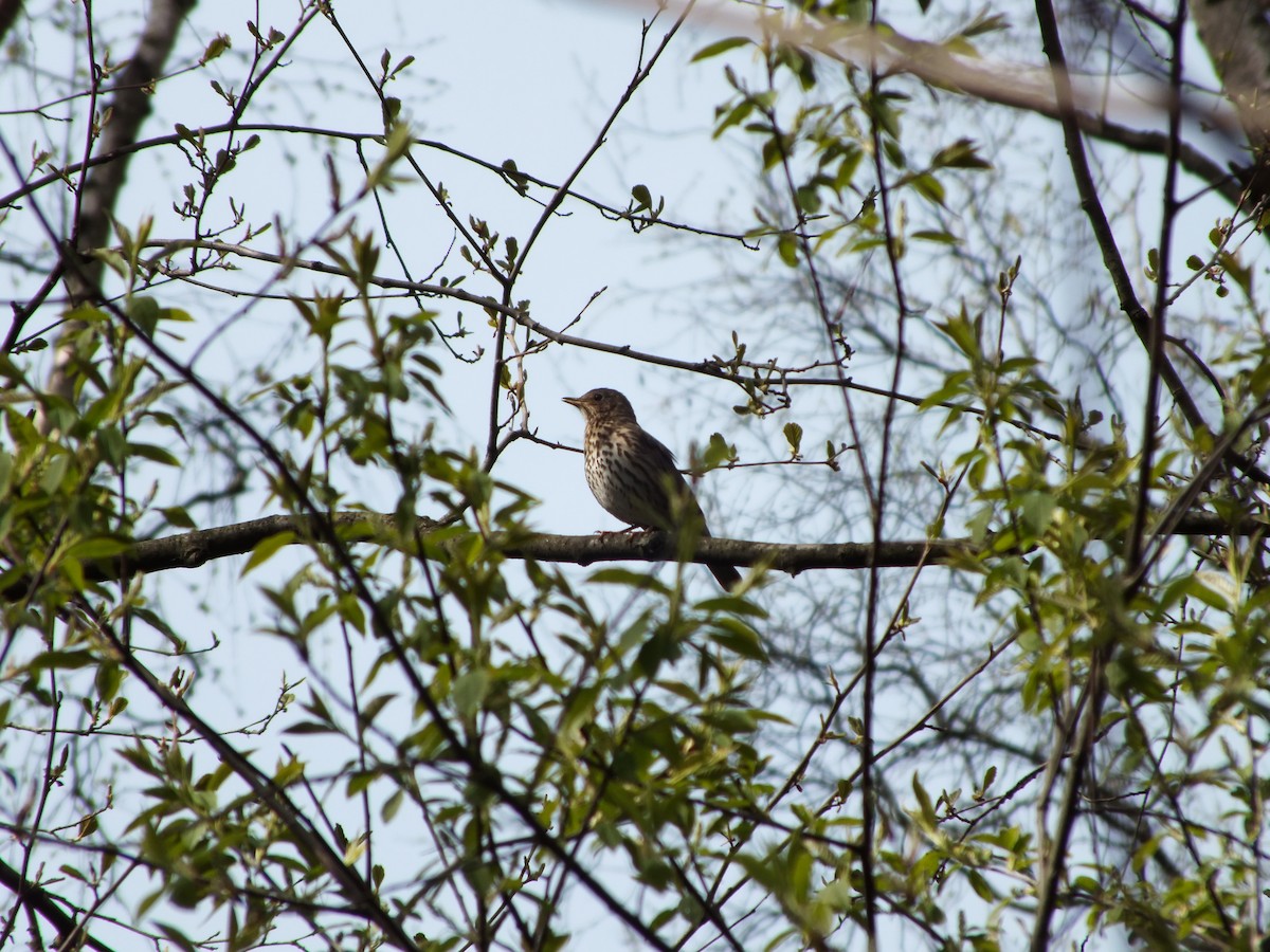 Song Thrush - Olya Vetrova