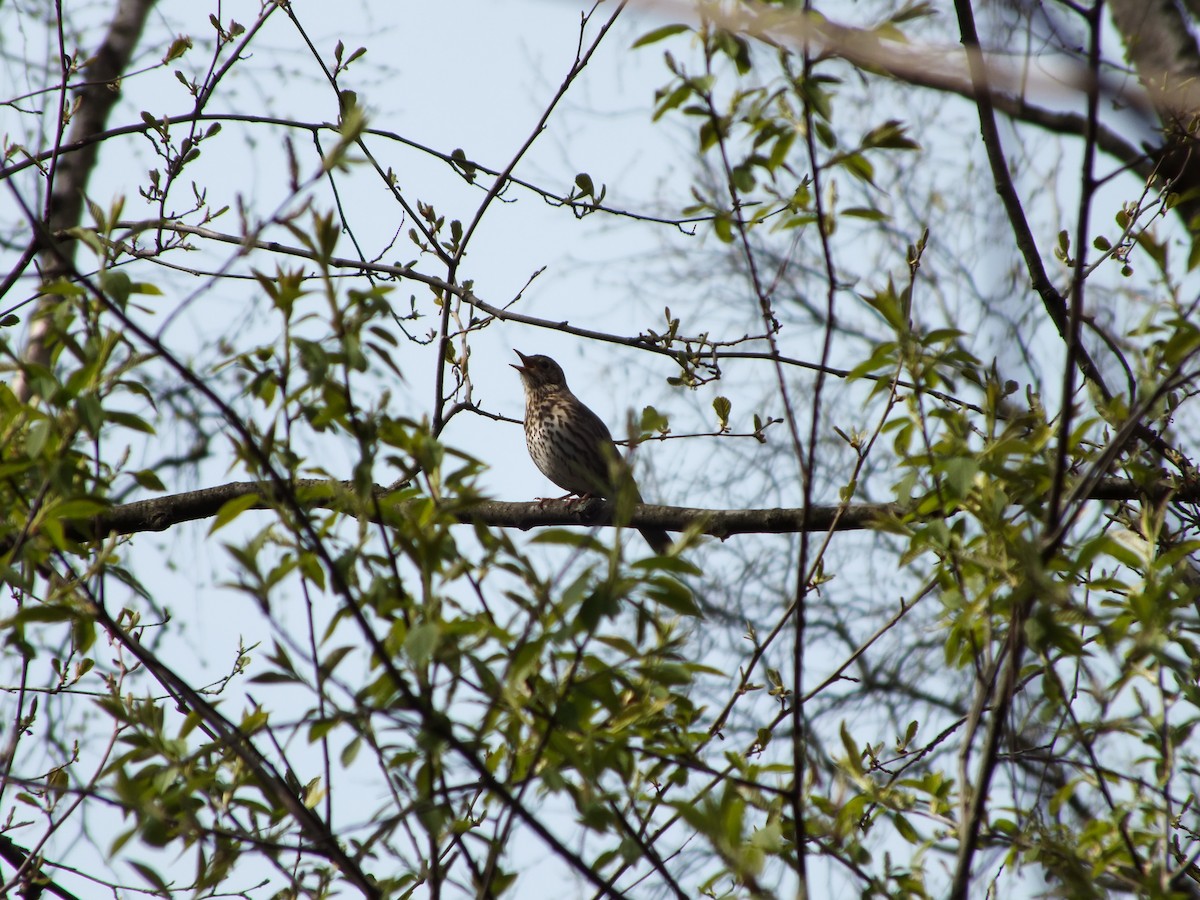 Song Thrush - ML618147160