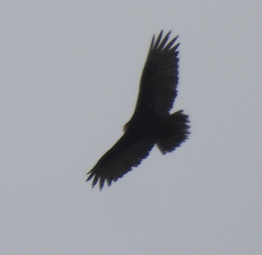 Turkey Vulture - ML618147174