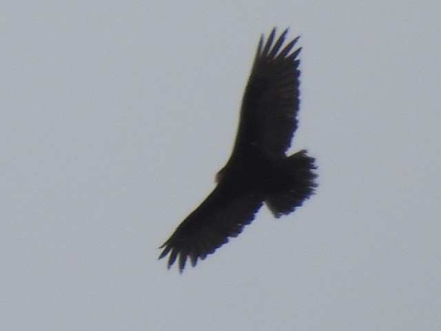 Turkey Vulture - ML618147176