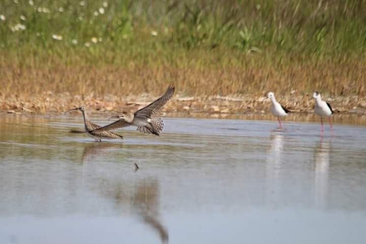 Eurasian Whimbrel - Víctor González