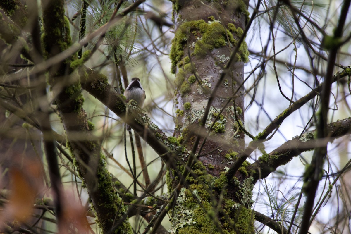 Black-capped Chickadee - Peter Roy