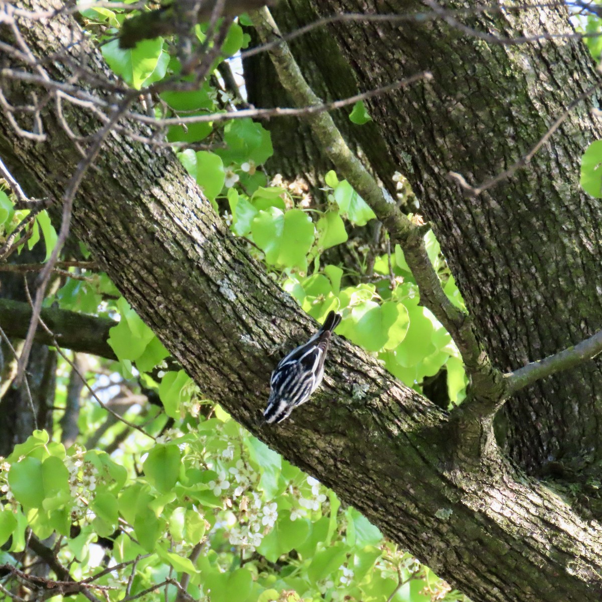 Black-and-white Warbler - Richard Fleming