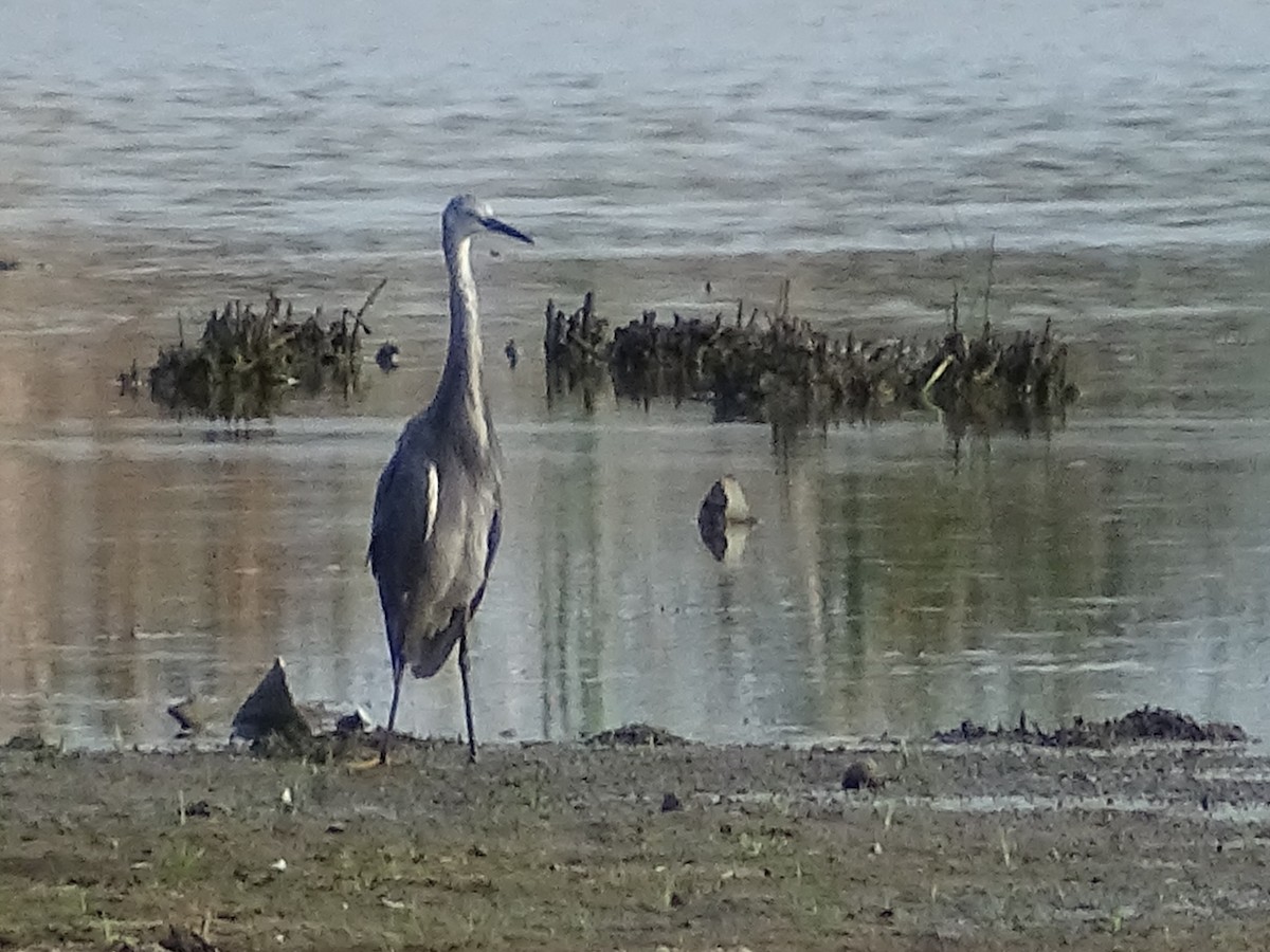 Gray Heron - Sri Srikumar