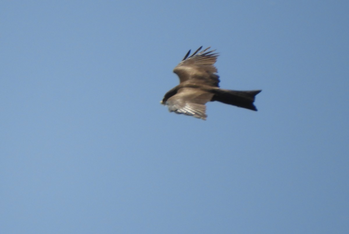 Black Kite - Miroslav Mareš