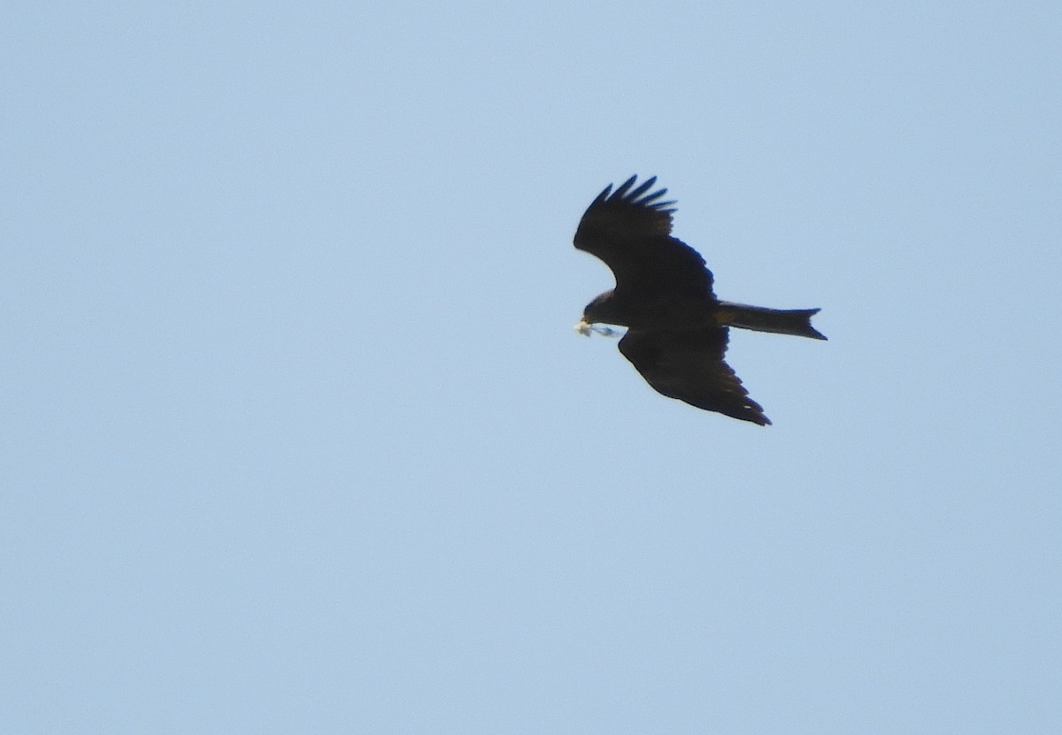 Black Kite - Miroslav Mareš