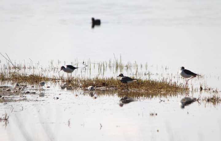 Pivieressa - ML618147213