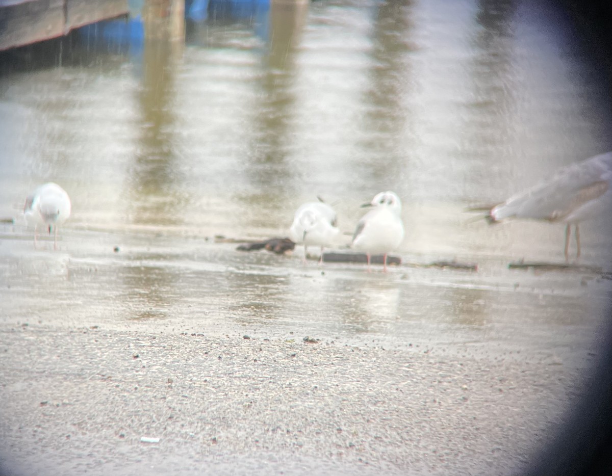 Bonaparte's Gull - Danielle Jaimes