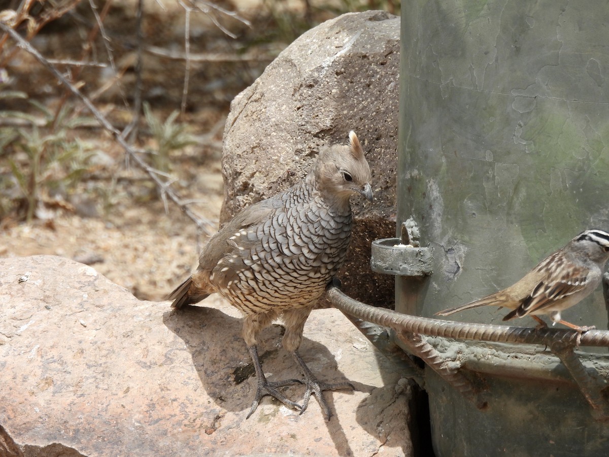 Scaled Quail - Bev Kronisch