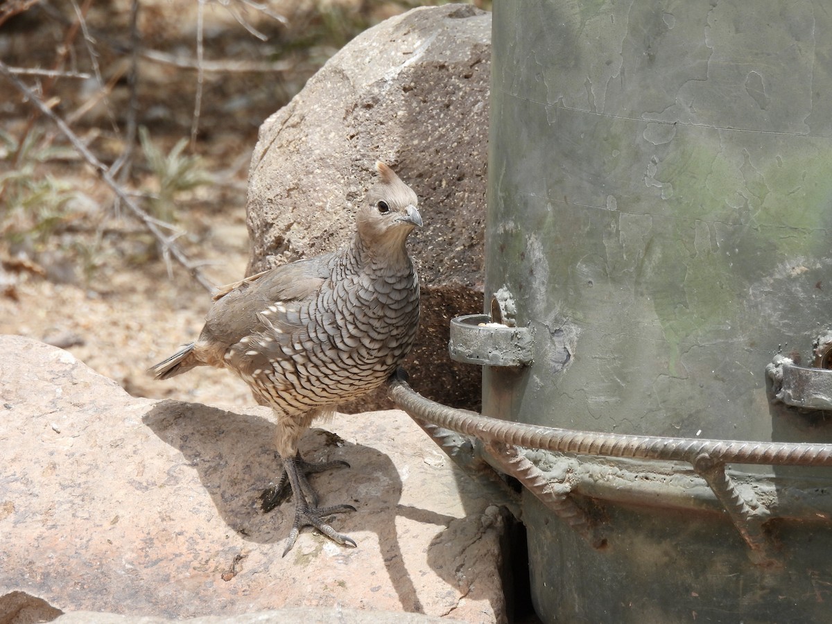 Scaled Quail - Bev Kronisch