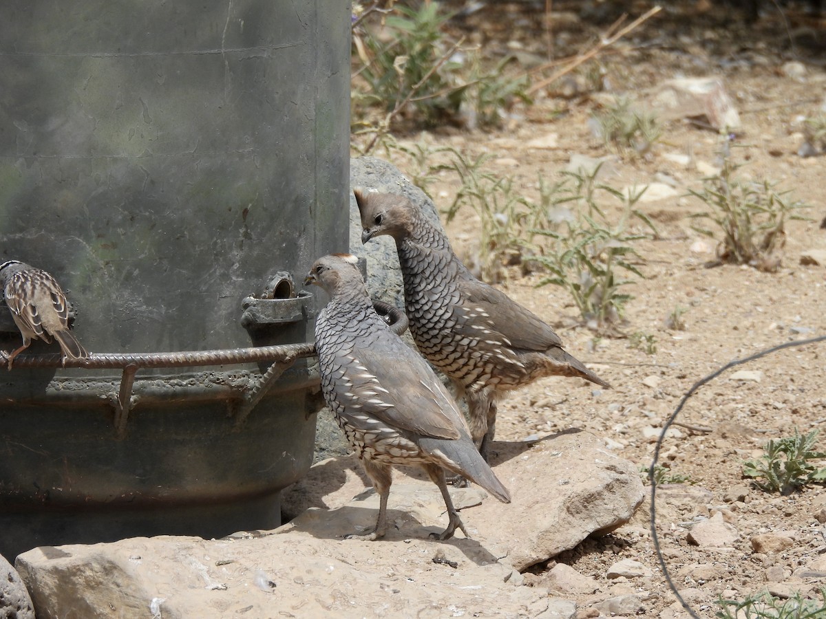 Scaled Quail - Bev Kronisch