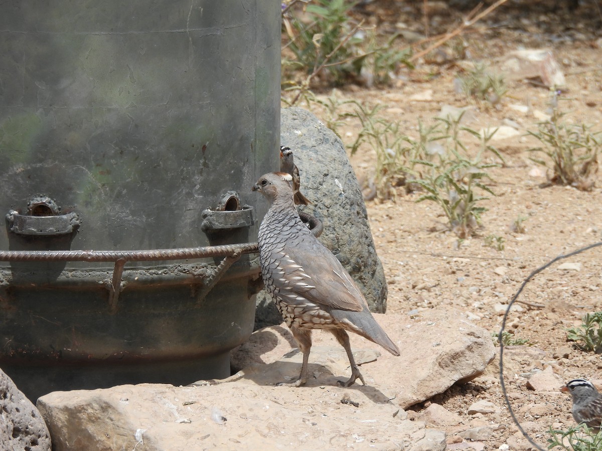 Scaled Quail - Bev Kronisch