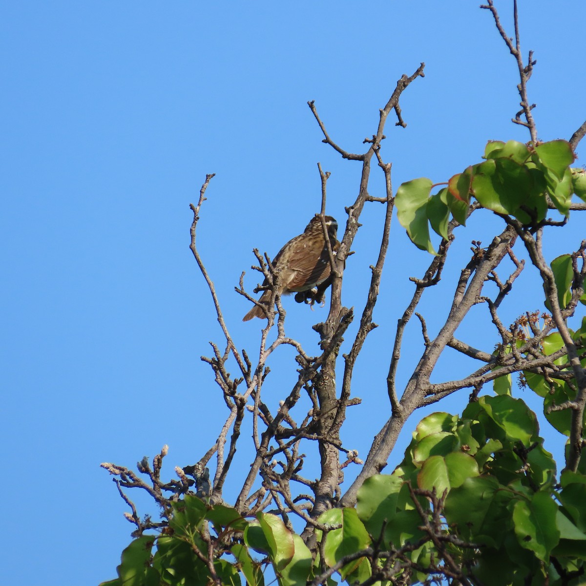 Rose-breasted Grosbeak - Richard Fleming