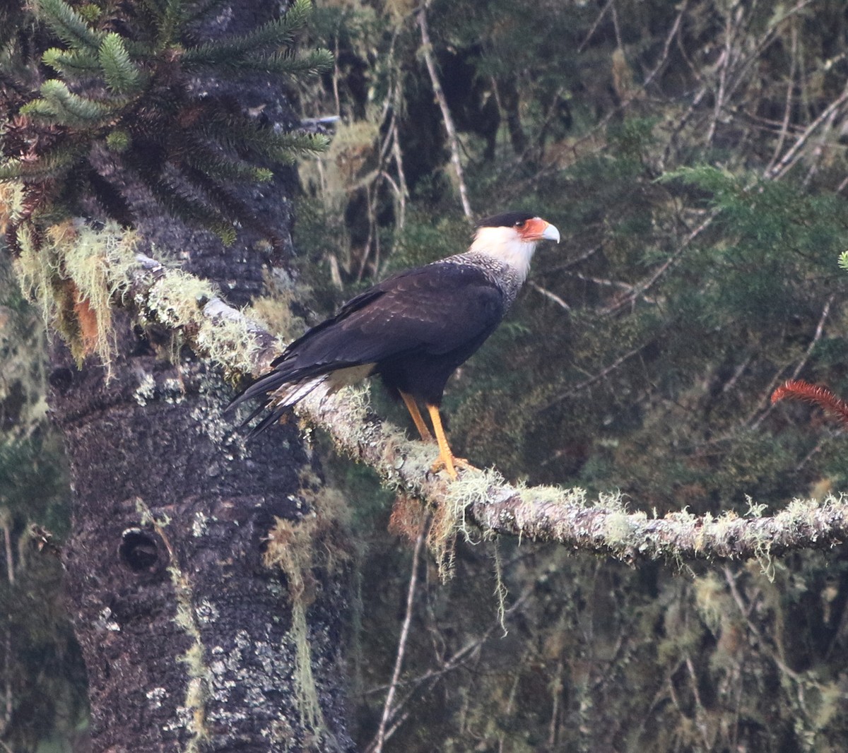 Crested Caracara - Feliciano Lumini