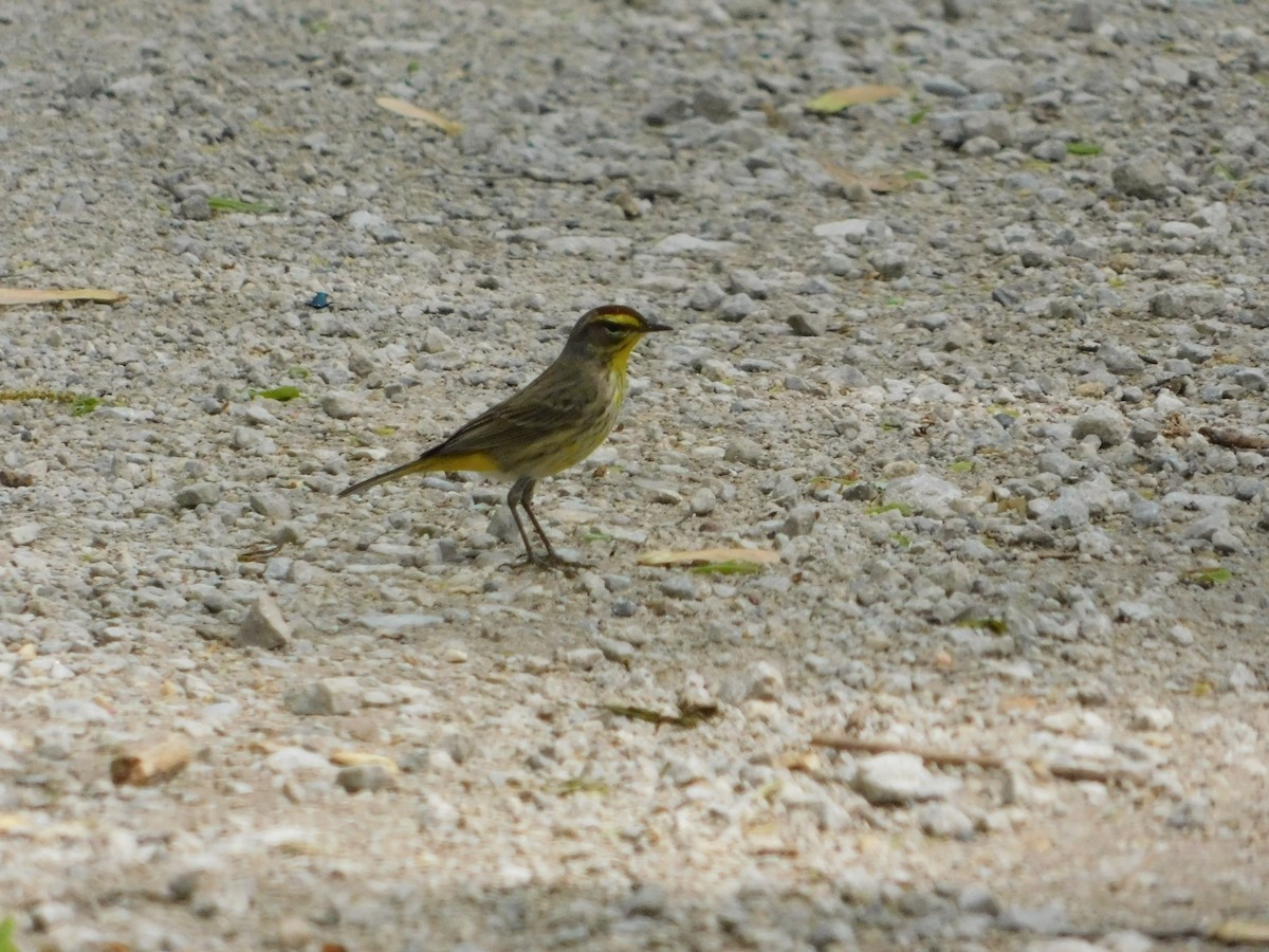 Palm Warbler - Sam Hartzler