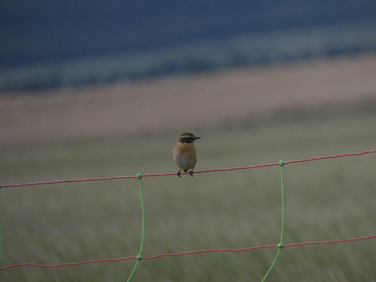 Whinchat - Iván de la Torre Gómez