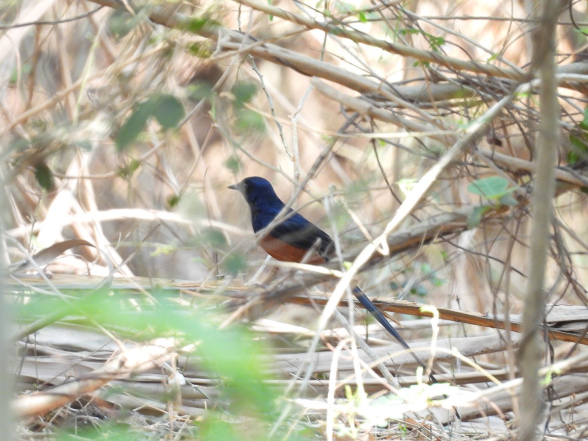 White-rumped Shama - Rahul Kumaresan