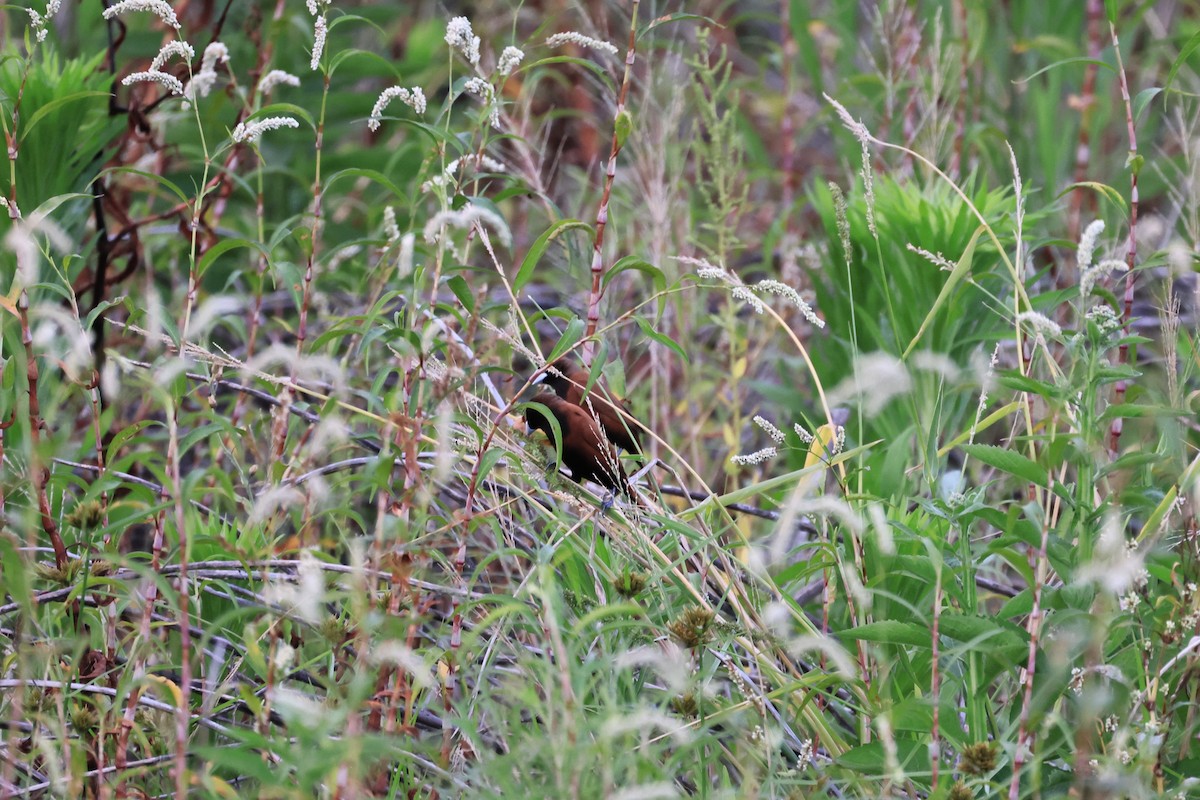 Chestnut Munia - Peter Chen