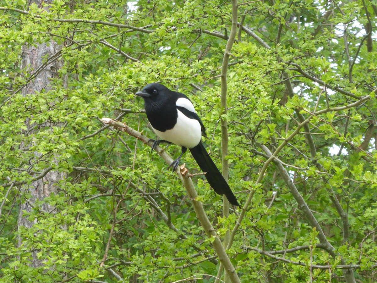 Eurasian Magpie - ML618147262