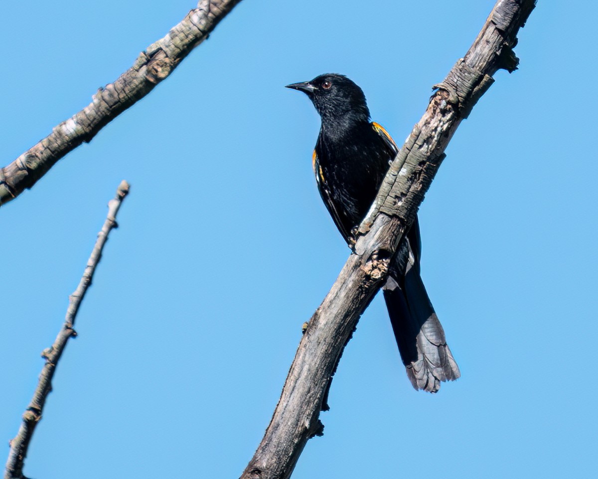 Variable Oriole - Victor Pássaro