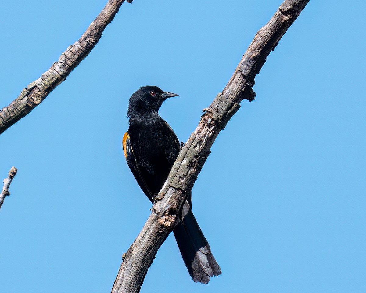 Variable Oriole - ML618147265