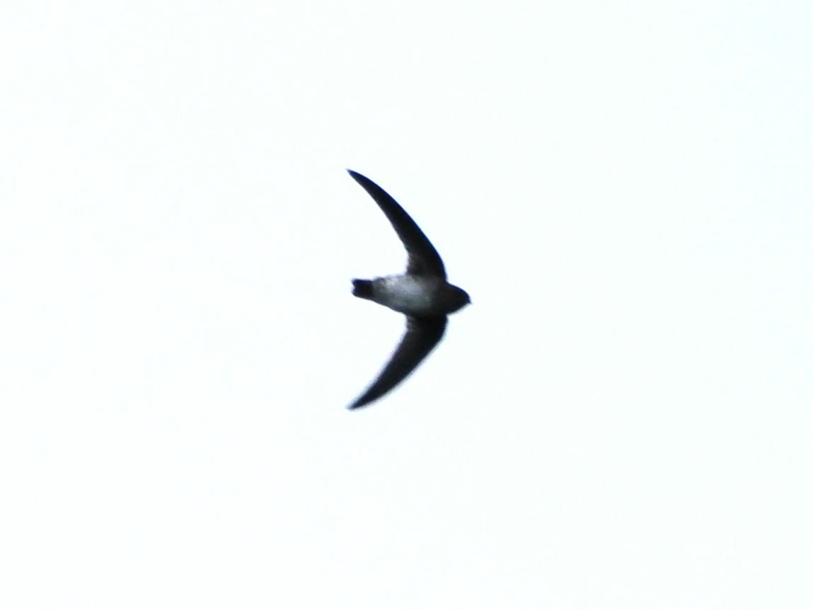 Plume-toed Swiftlet - Kuan Chih Yu