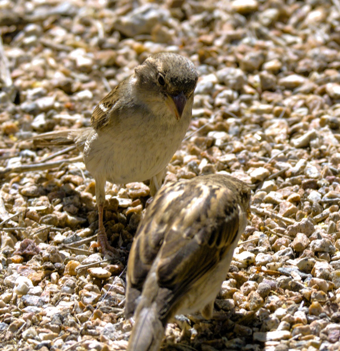 House Sparrow - Don Carney