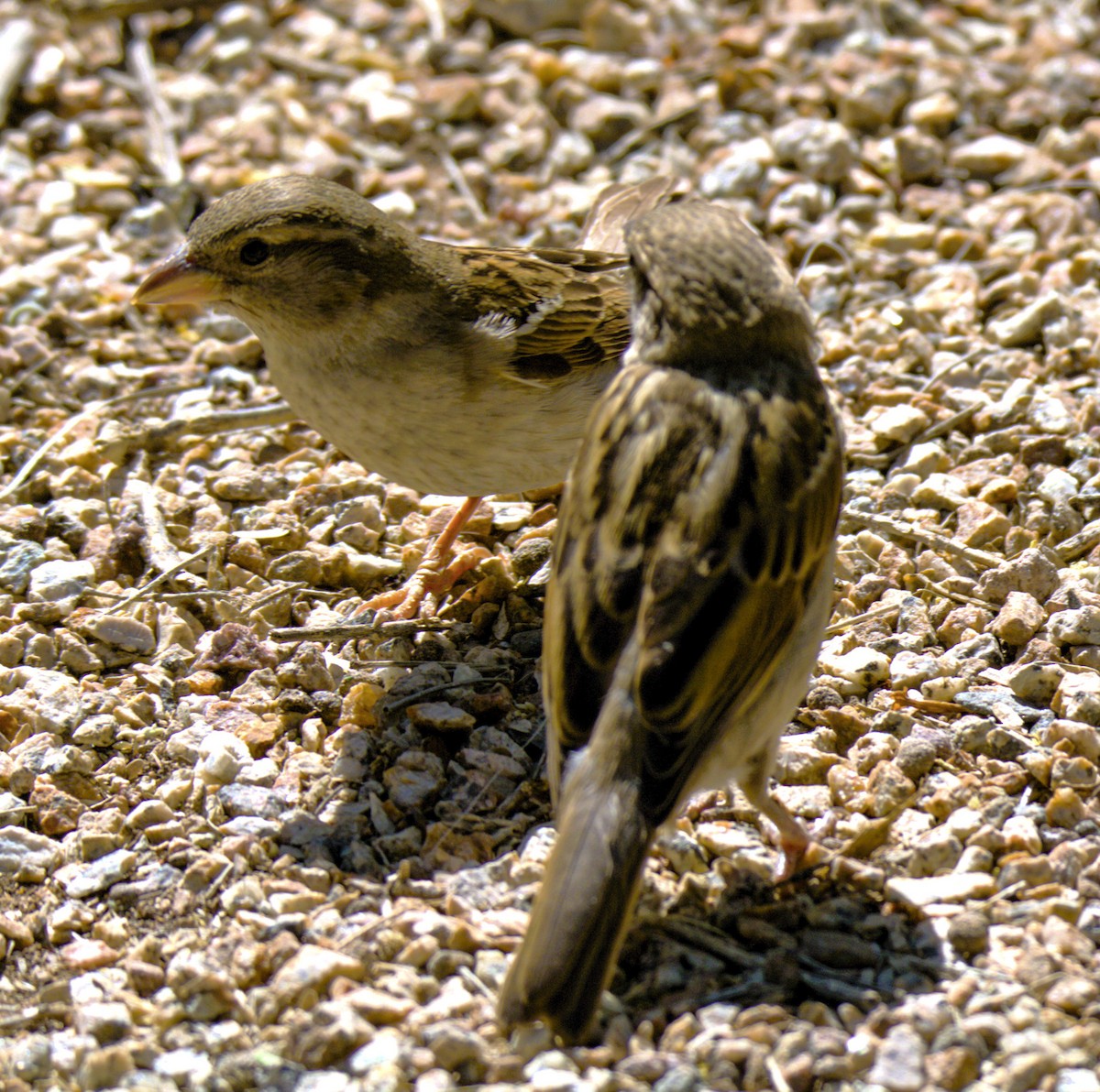 House Sparrow - Don Carney