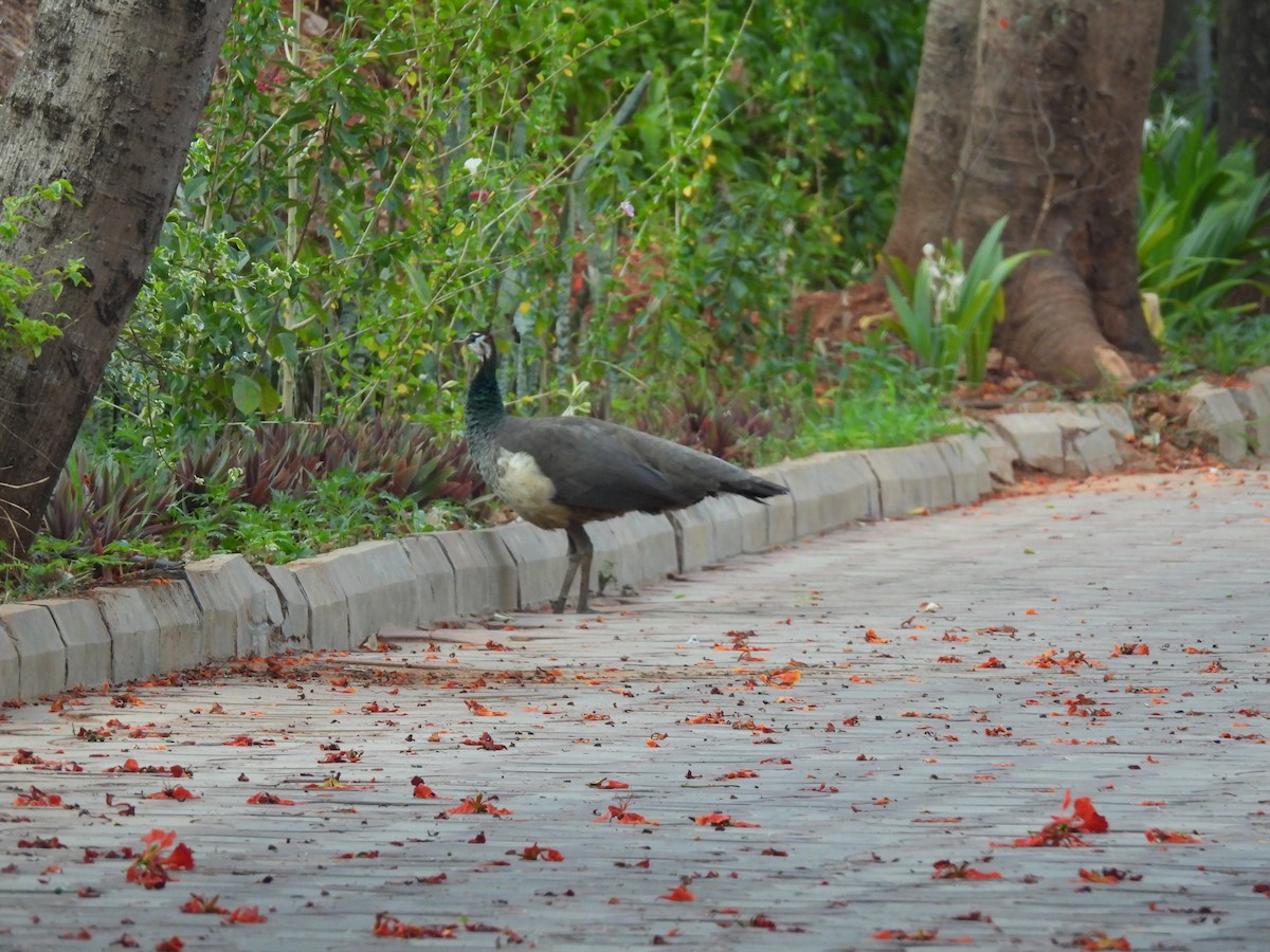 Indian Peafowl - Rahul Kumaresan