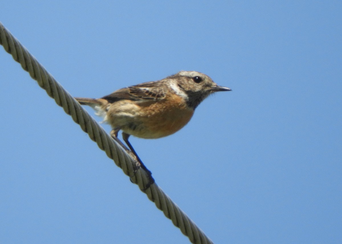 European Stonechat - Miroslav Mareš