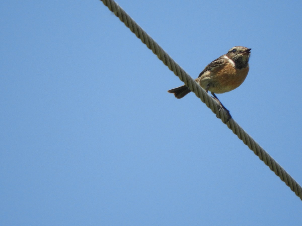 European Stonechat - Miroslav Mareš