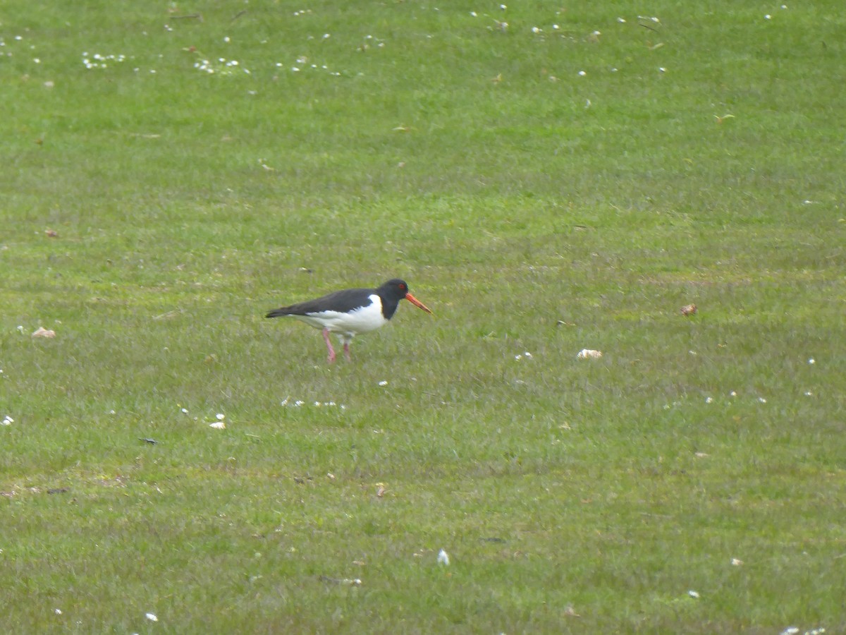 Eurasian Oystercatcher - Martin Jackdaw