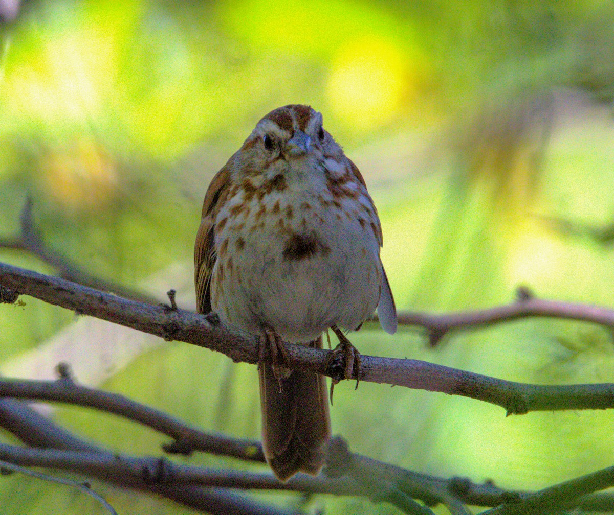 Song Sparrow - Don Carney