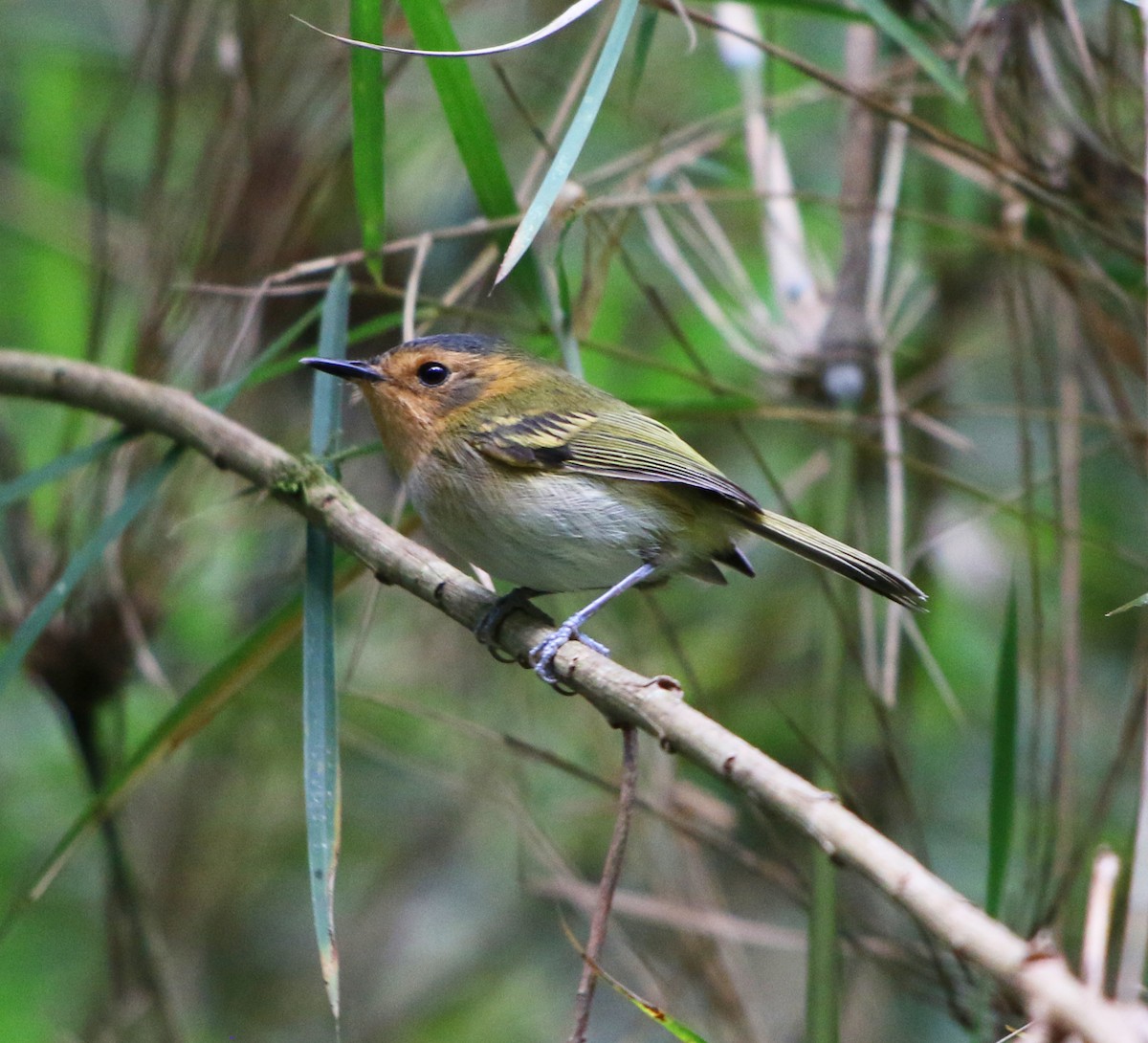 Ochre-faced Tody-Flycatcher - Feliciano Lumini