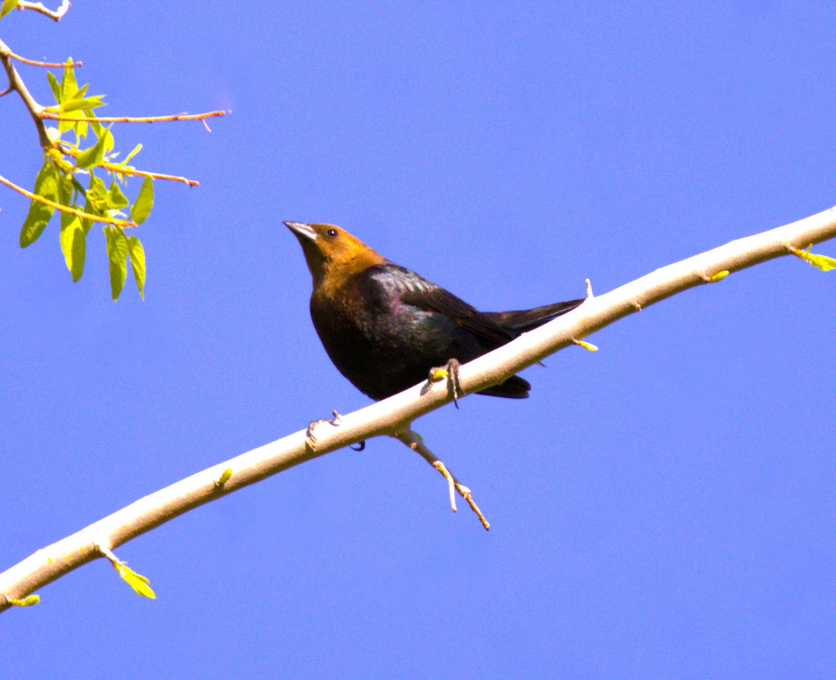 Brown-headed Cowbird - Don Carney