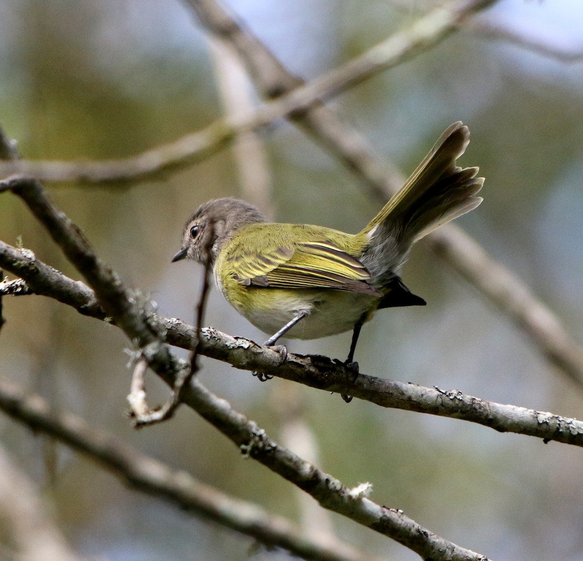 Gray-capped Tyrannulet - Feliciano Lumini