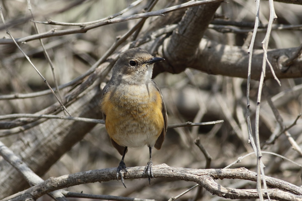 White-throated Robin - ML618147381