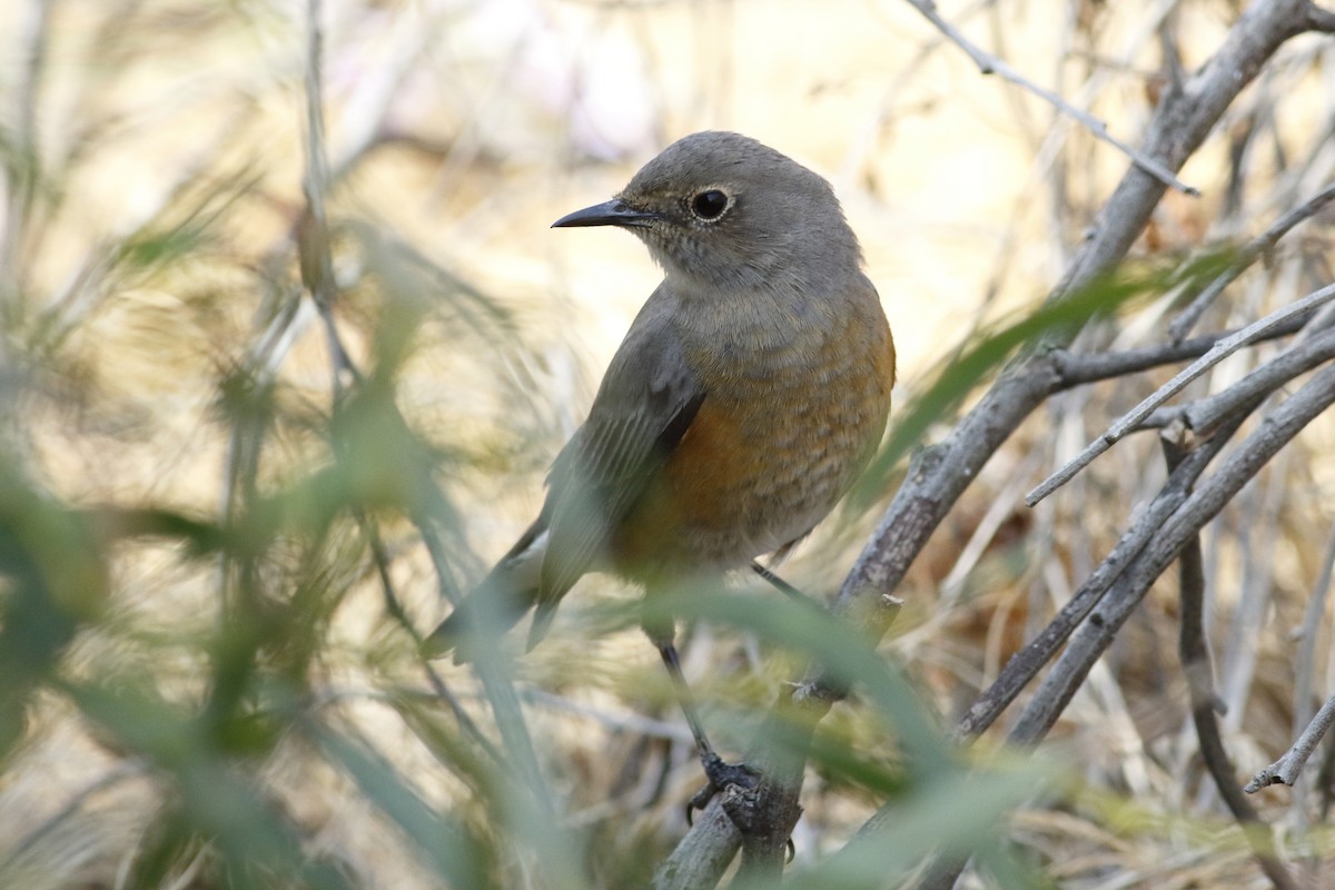White-throated Robin - ML618147384