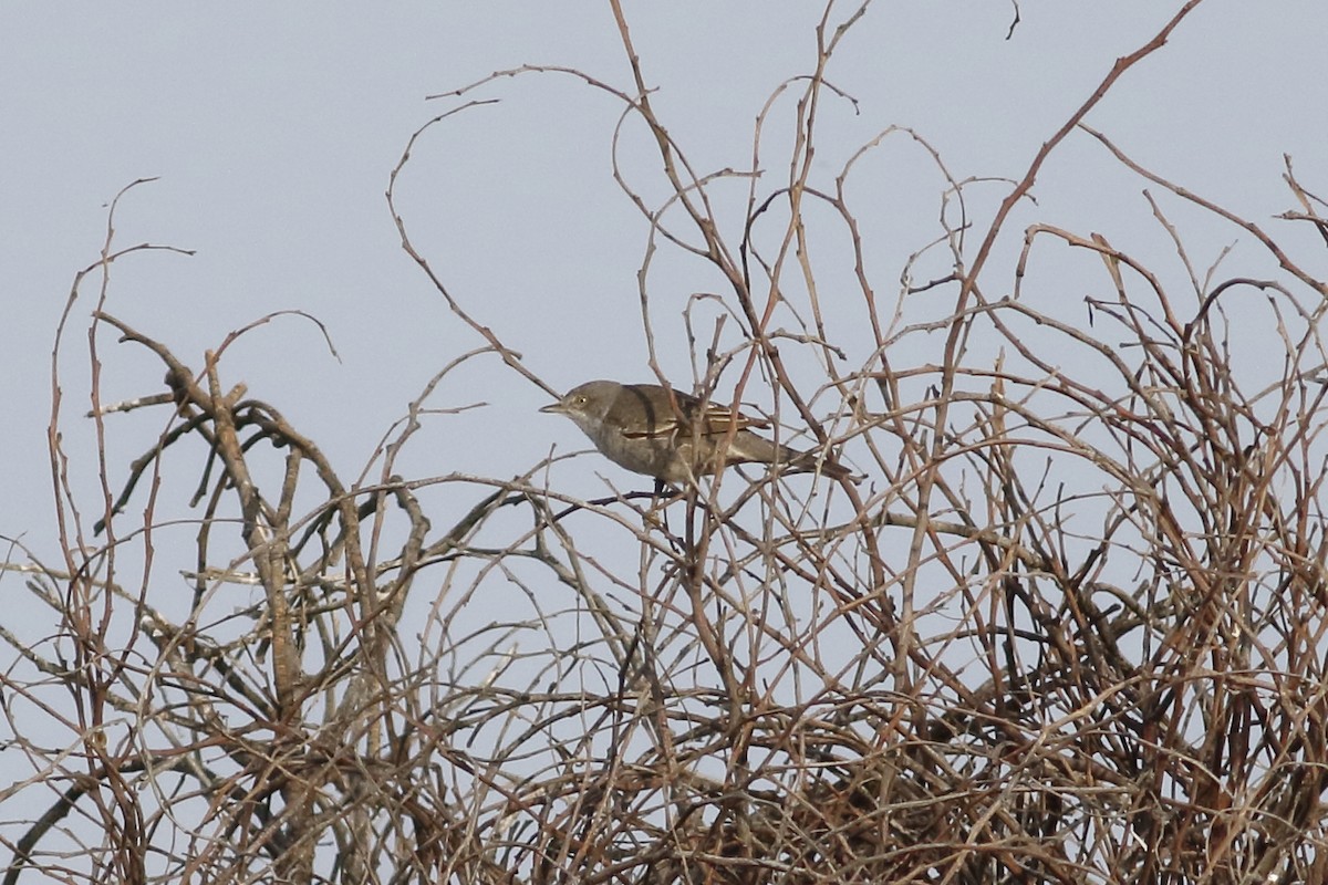 Bigia padovana - ML618147399