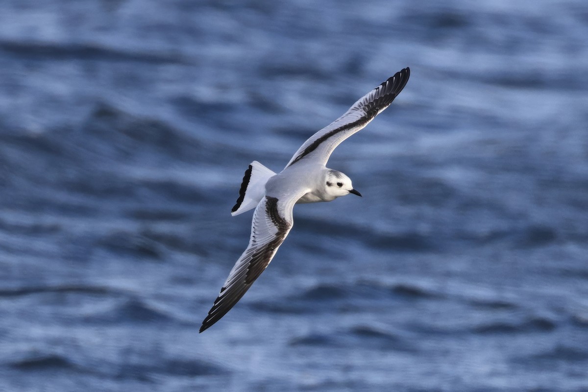 Little Gull - ML618147415