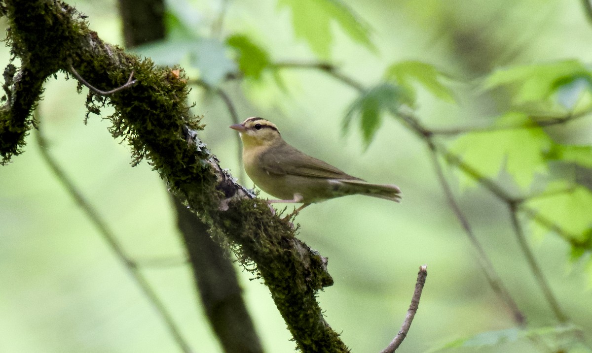 Worm-eating Warbler - ML618147418